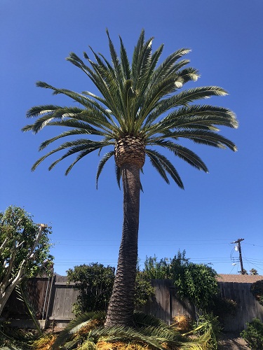 Tree Service San Diego Image